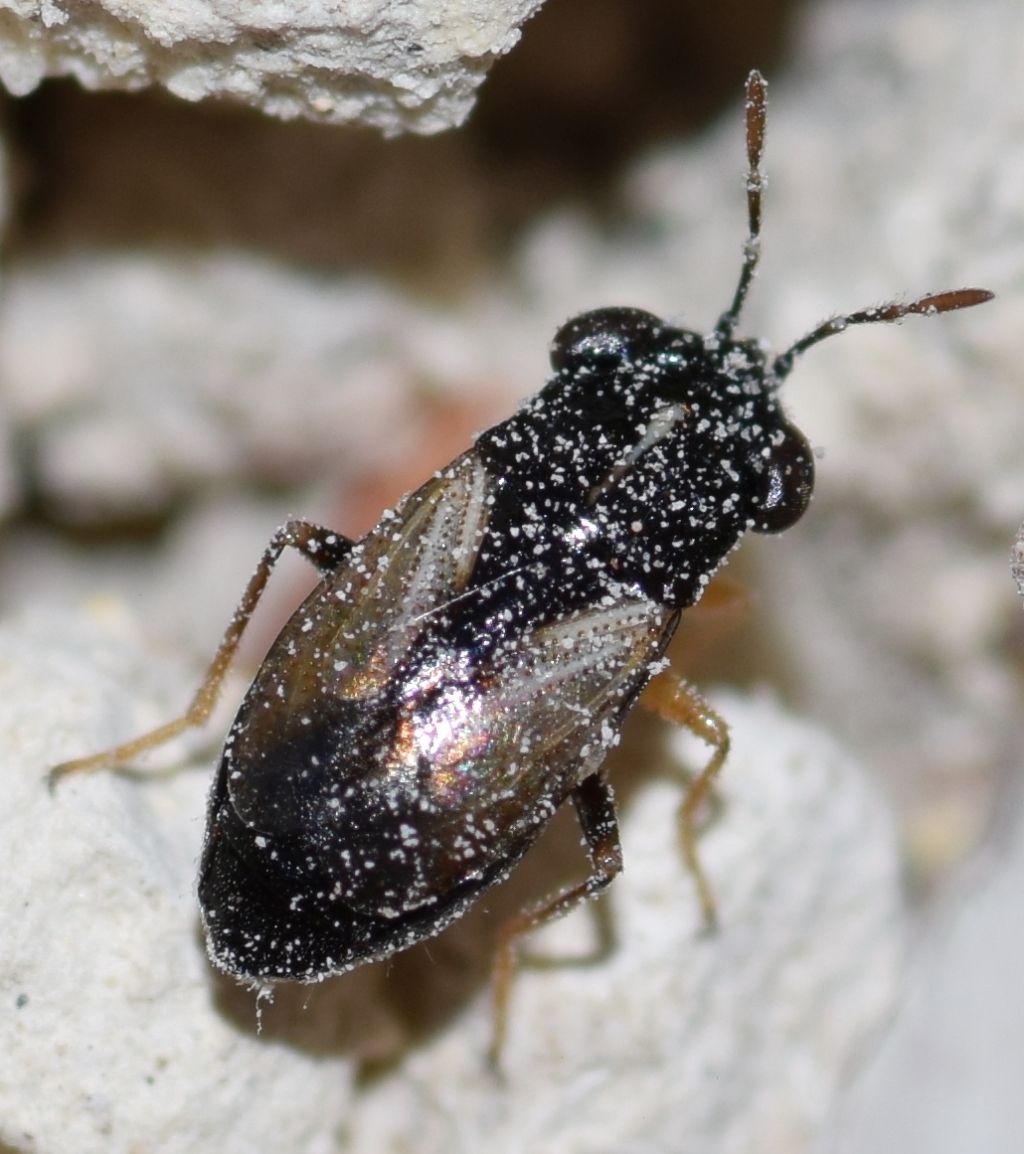 Lygaeidae: Geocoris ater (Fabricius, 1787)